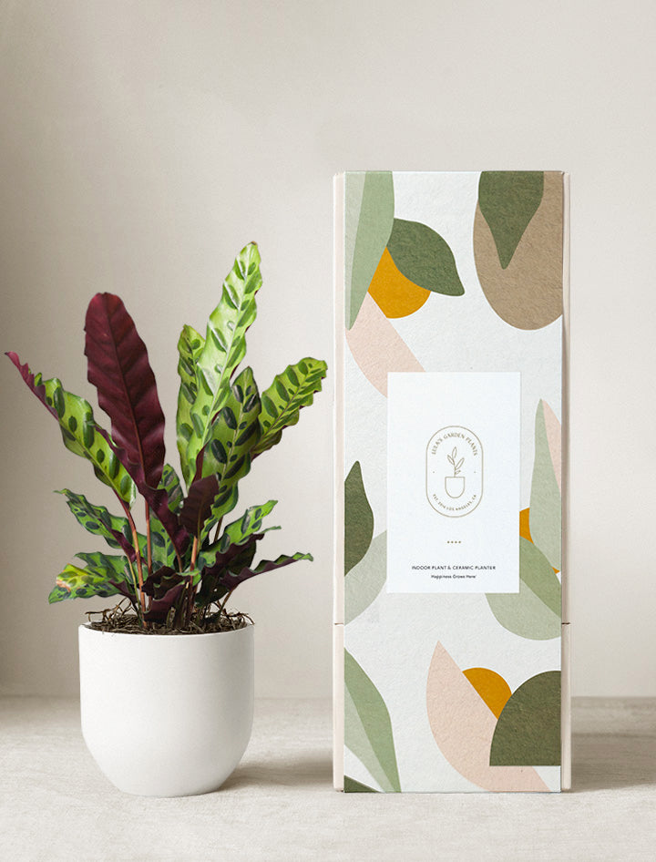 Calathea Rattlesnake Plant