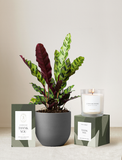 Thank You Plant Gift Set