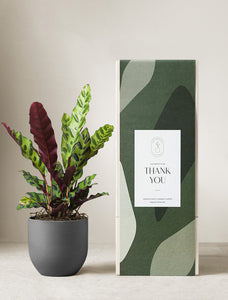 Calathea Rattlesnake Plant