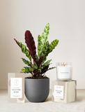 Welcome Home Plant Gift Set