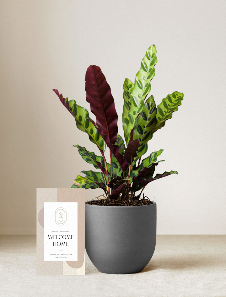 Calathea Rattlesnake Plant