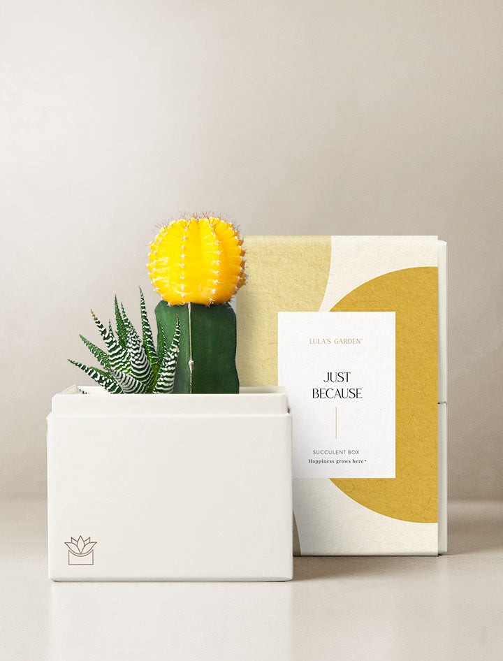 succulent packaging ideas Succulent Gift Delivery | Ray Succulent Garden