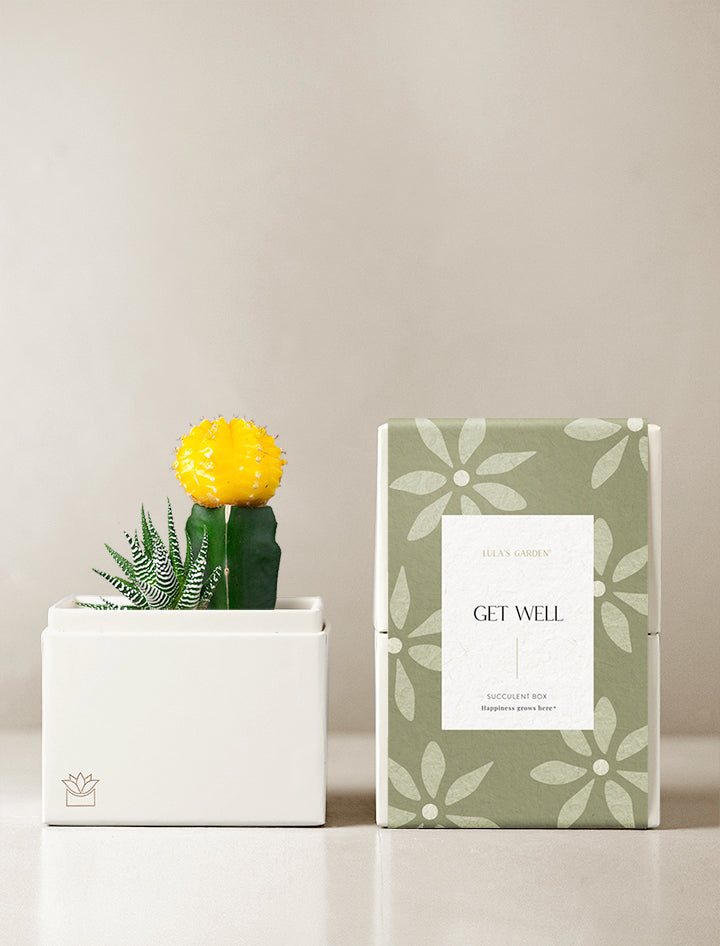 succulent garden gift box Succulent Gift Delivery | Get Well Gifts