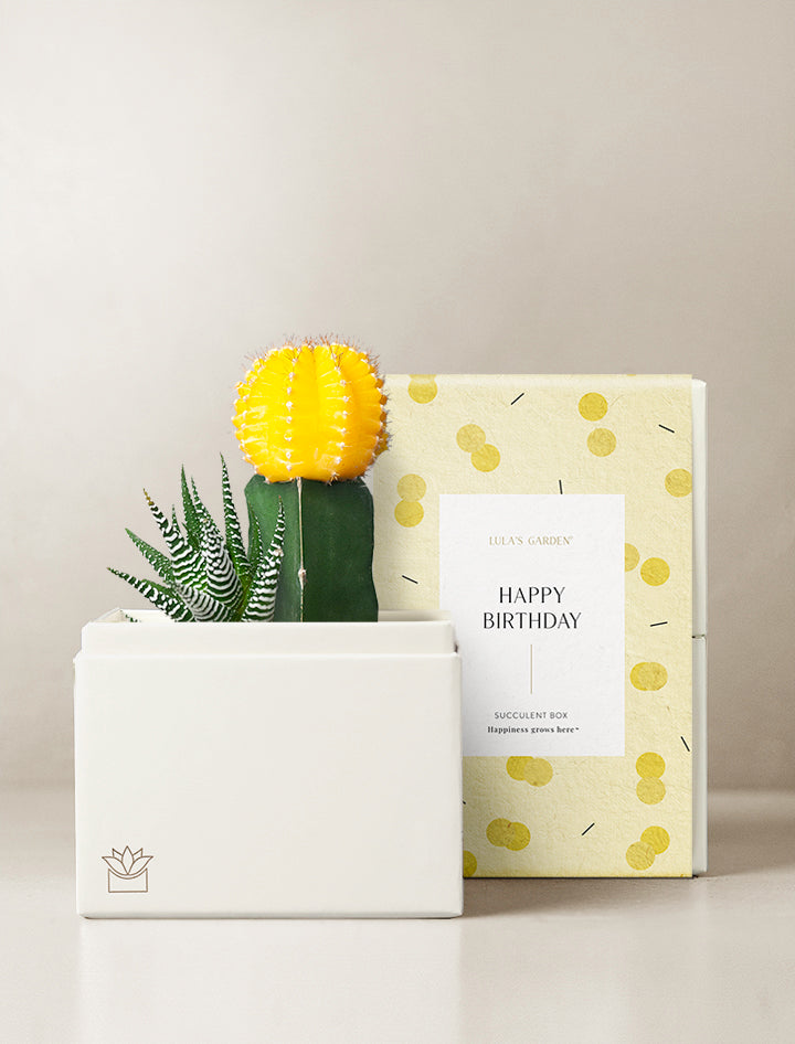 happy birthday succulent Succulent Gift