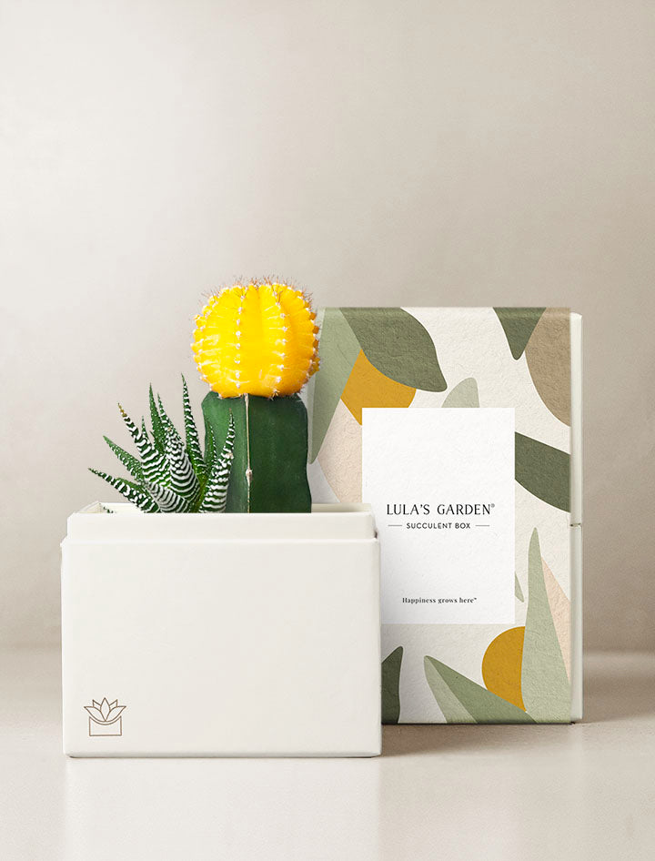 succulent gifts for delivery Succulent Gift Delivery | Ray Succulent Garden