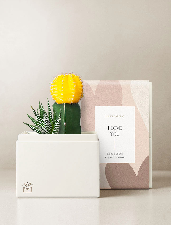 succulents box shipping Ray Garden | Housewarming Gifts | Succulent Plant Gift Delivery