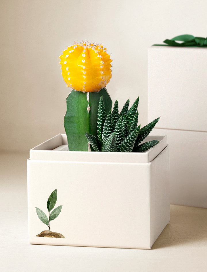 Lula's Garden ZZ Plant | Wellness Gift | Plant Gift | Plant Delivery