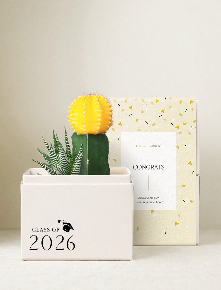 congratulations succulents Graduation Gift | Congratulations Gift Delivery | Succulent Plant Gift Delivery