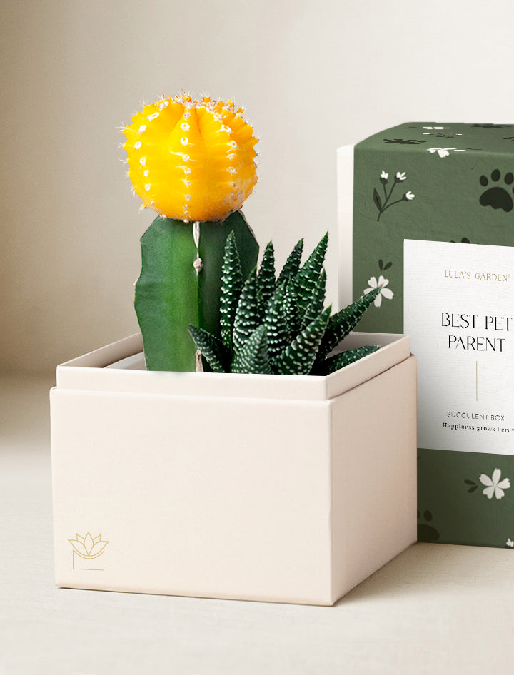 best succulent gift box Pet Lover Gift Ideas | Unique Gifts for Pet Owners | Pet Parent Gifts