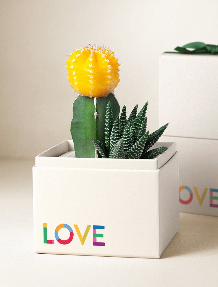 pride plant pot Pride Plant Gifts | Ray Garden for Delivery