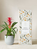 Red Bromeliad Plant
