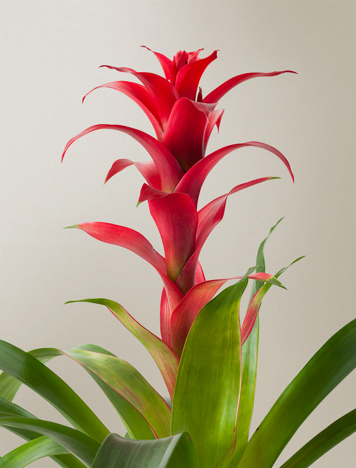 Christmas Red Bromeliad Plant & Mister
