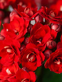 Lunar New Year Red Kalanchoe Garden