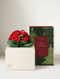 Christmas Red Kalanchoe Garden - Image 