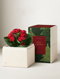 Christmas Red Kalanchoe Garden - Image 