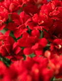 Christmas Red Kalanchoe Garden - Image 
