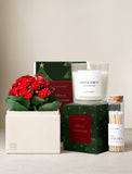 Red Kalanchoe plant in a cream box, Winter Forest scented candle in a green gift box, and a glass jar of luxury matches. - Image 