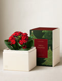 Red Kalanchoe plant in a cream gift box next to a festive Christmas tree patterned box. - Image 