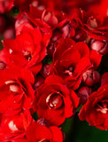 Close-up of vibrant red Kalanchoe flowers with layered petals and small buds, perfect for a festive holiday gift. - Image 