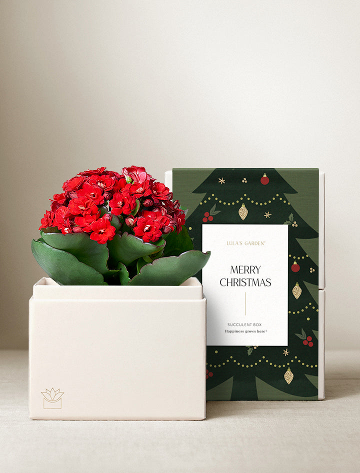 Christmas Kalanchoe Garden