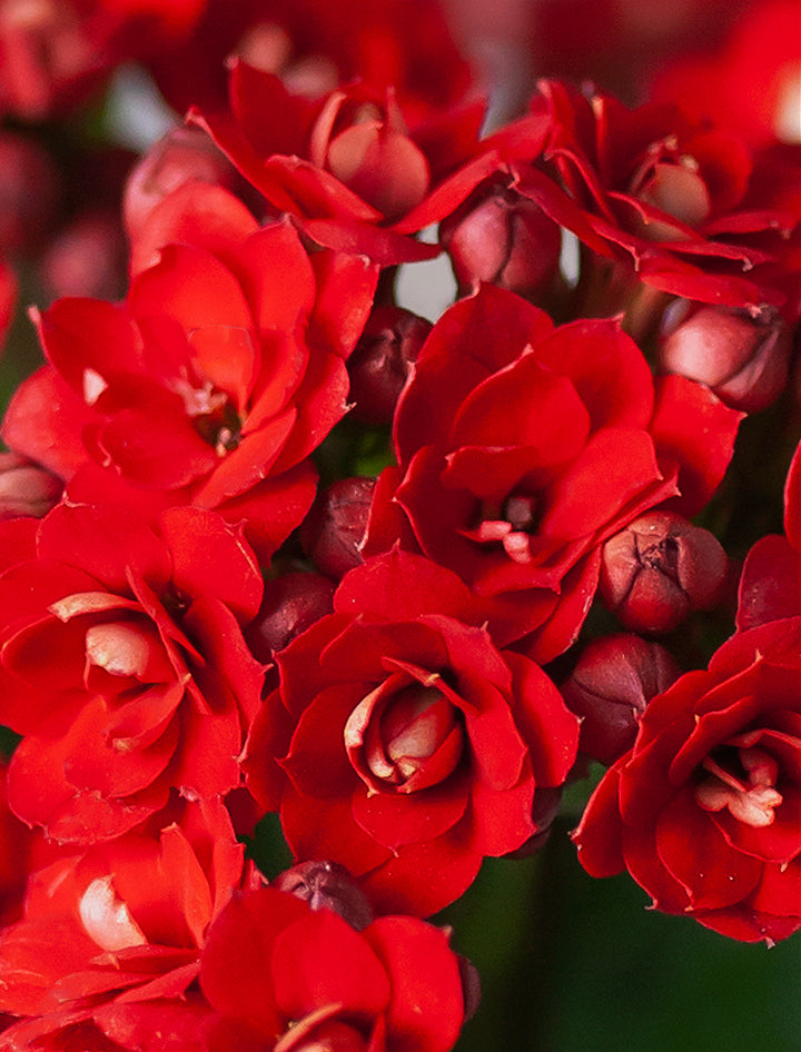 Christmas Kalanchoe Garden