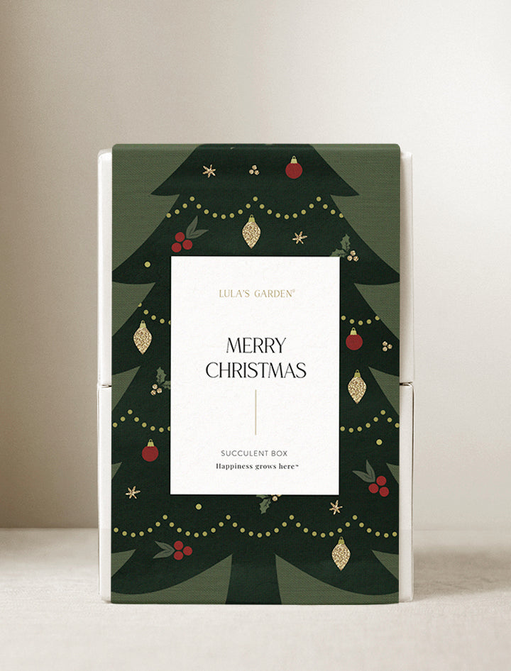 Christmas Kalanchoe Garden