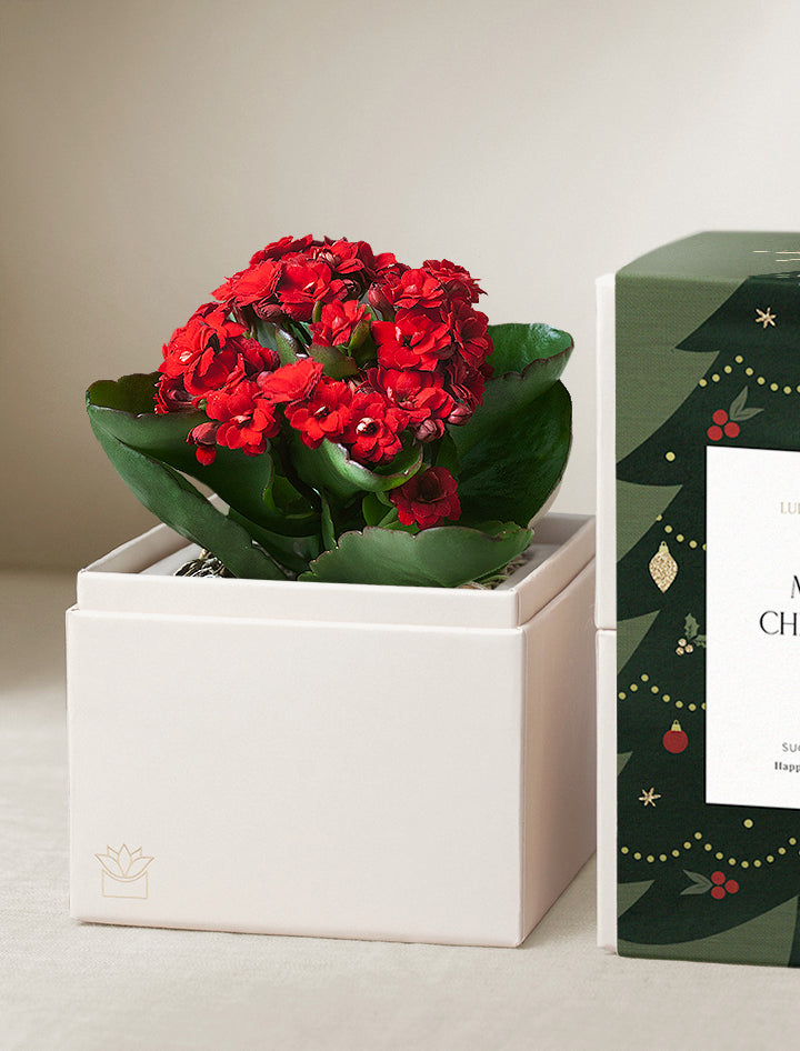 Christmas Kalanchoe Garden