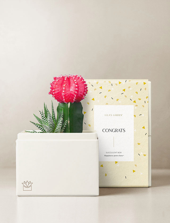 lula's garden succulent box care Succulent Gift Delivery | Rosé Succulent Garden