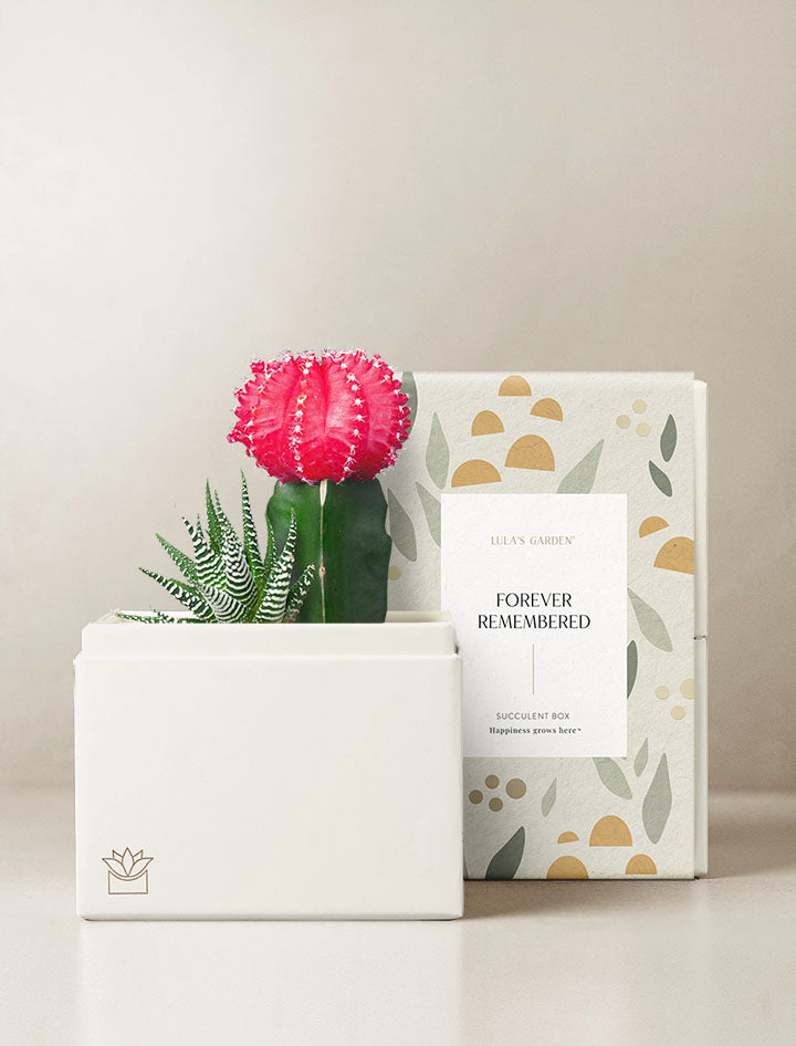 lula's garden succulent Succulent Gift Delivery | Rosé Succulent Garden
