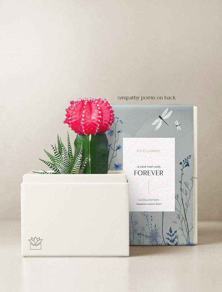 succulent poem Succulent Gift Delivery | Rosé Succulent Garden