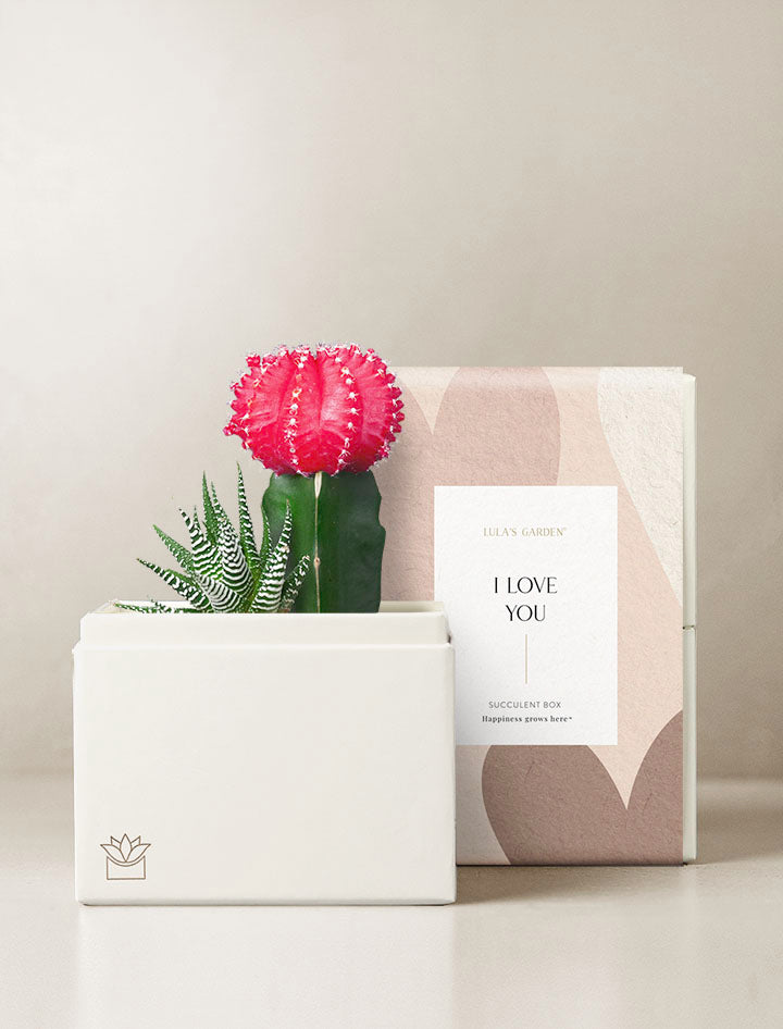 roses and succulents garden Succulent Gift Delivery | Rosé Succulent Garden