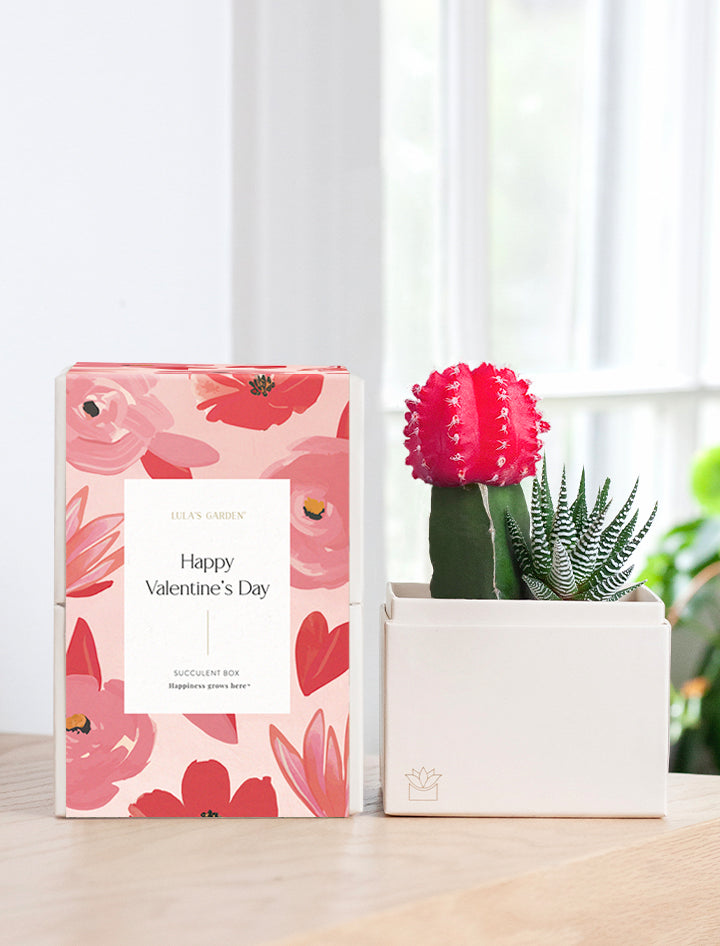 Lula's Garden Rosé Garden | Valentine's Day Gift | Succulent Gifts