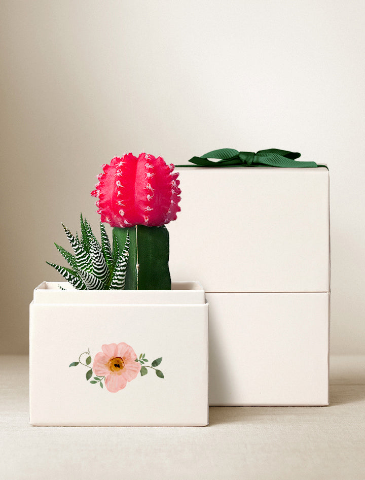 Spring Presents Spring Succulent Delivery | Spring Gifts | Plant Delivery – Lula's Garden