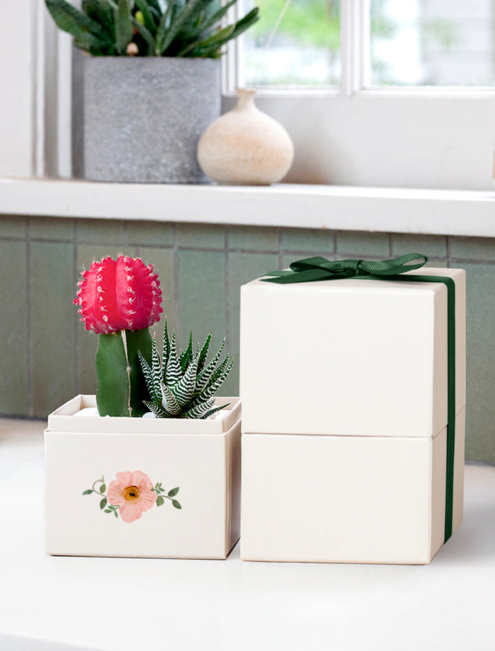 Spring Presents Spring Succulent Delivery | Spring Gifts | Plant Delivery – Lula's Garden