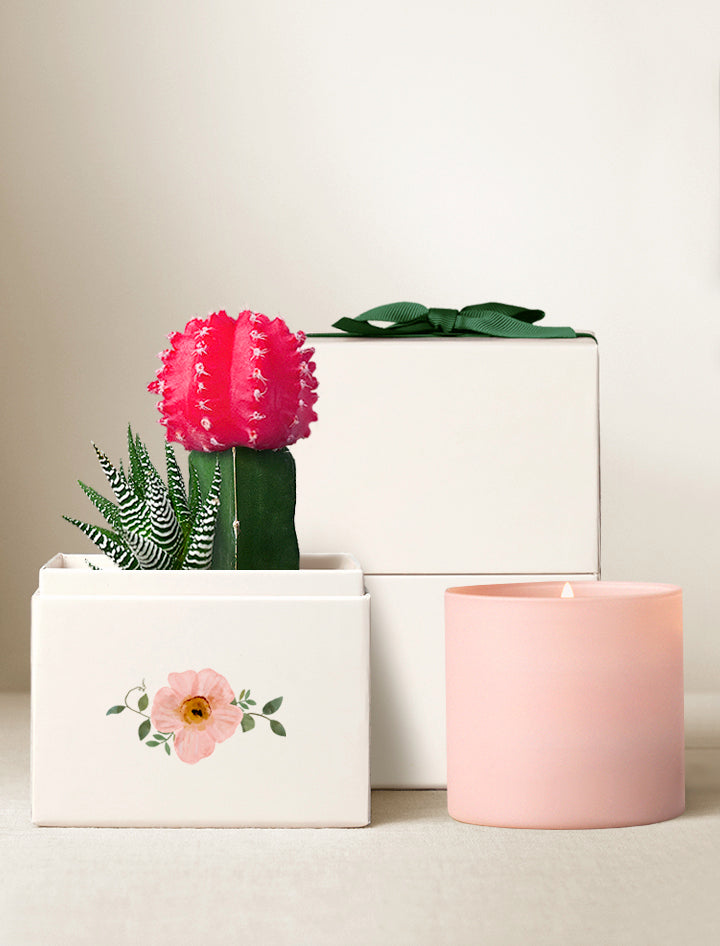 pink rose succulent garden Rosé Succulent Garden & Candle | Spring Plant Gifts