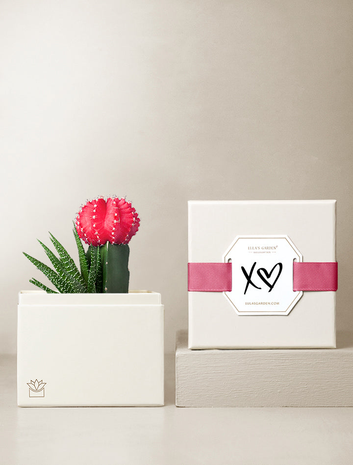 XO Rosé Garden l Succulent Gift l Unique Love Gifts