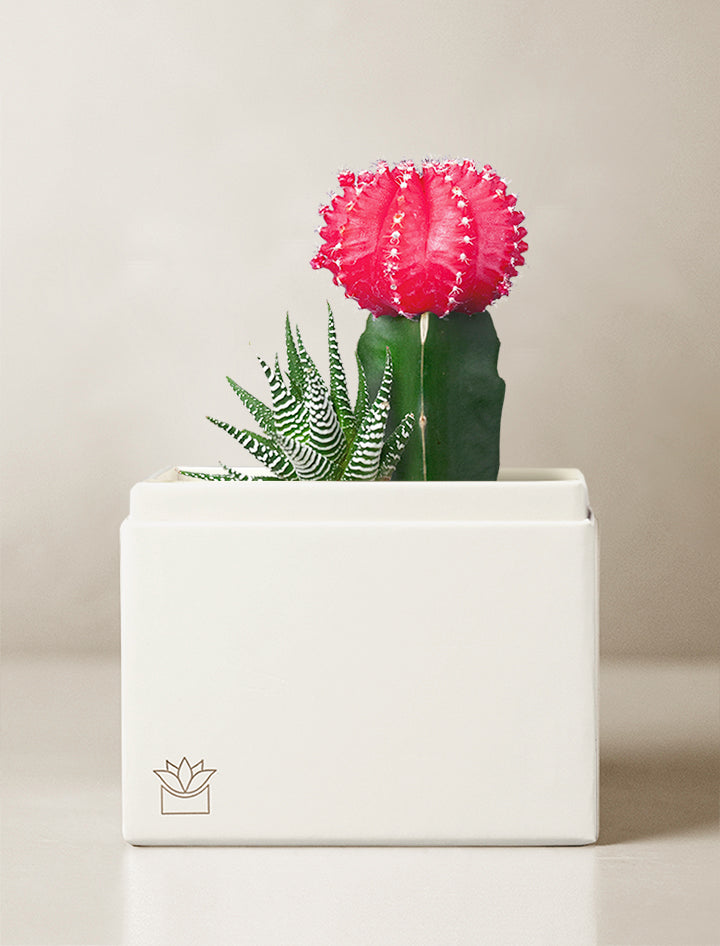 bungalow rose succulents XO Rosé Garden l Succulent Gift l Unique Love Gifts