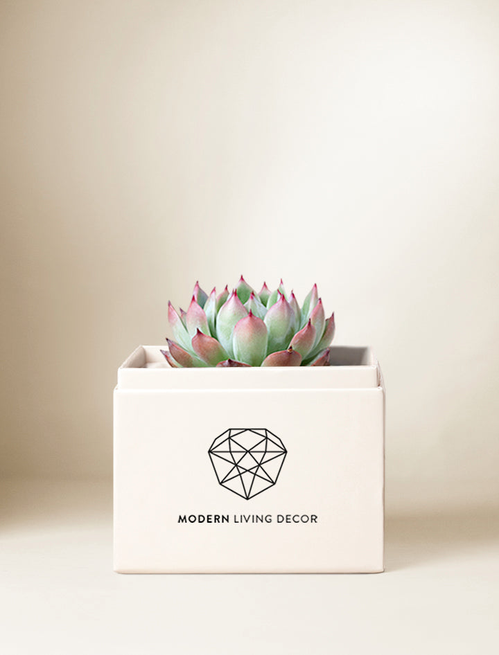 Custom Design Serene Garden