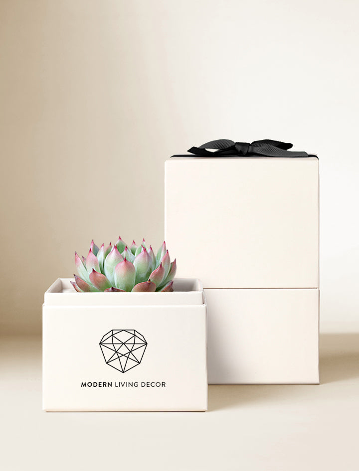 succulents box shipping Custom Gift Delivery | Personalized Succulent Garden