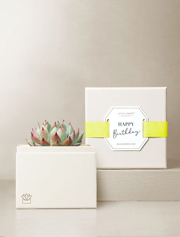 succulent plant packaging Succulent Gift