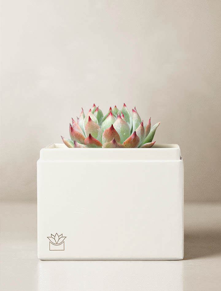 h&y succulent garden inc XO Mystery Garden l Succulent Gift l Unique Love Gifts – Lula's Garden