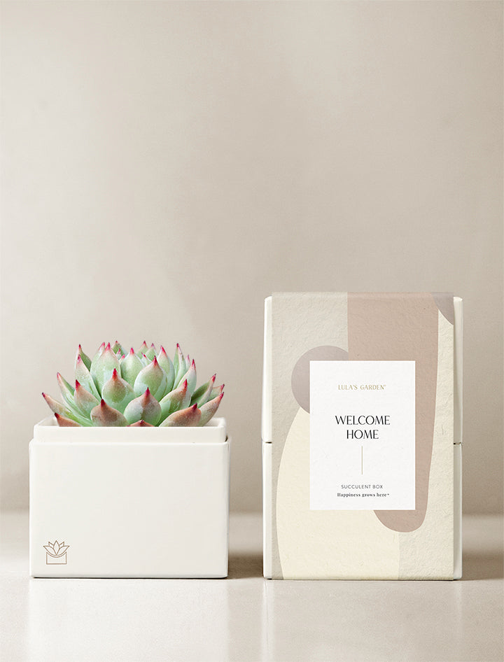 Thinking of You Succulent Gift Box Missing You Friendship Gift Box