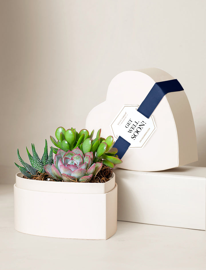 succulent related gifts Housewarming Gifts | Unique Succulent Gift Ideas | Succulent Gift Delivery