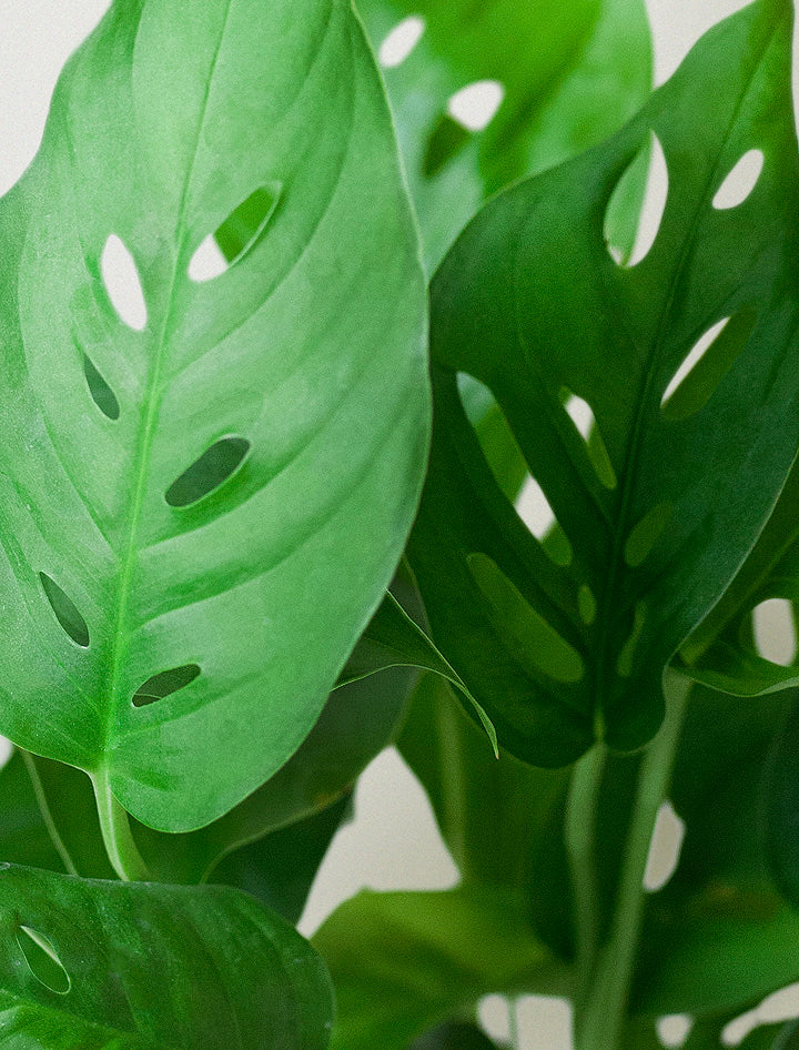 Monstera Adansonii Plant