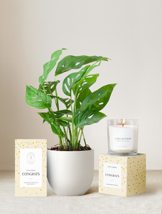 Congrats Plant Gift Set