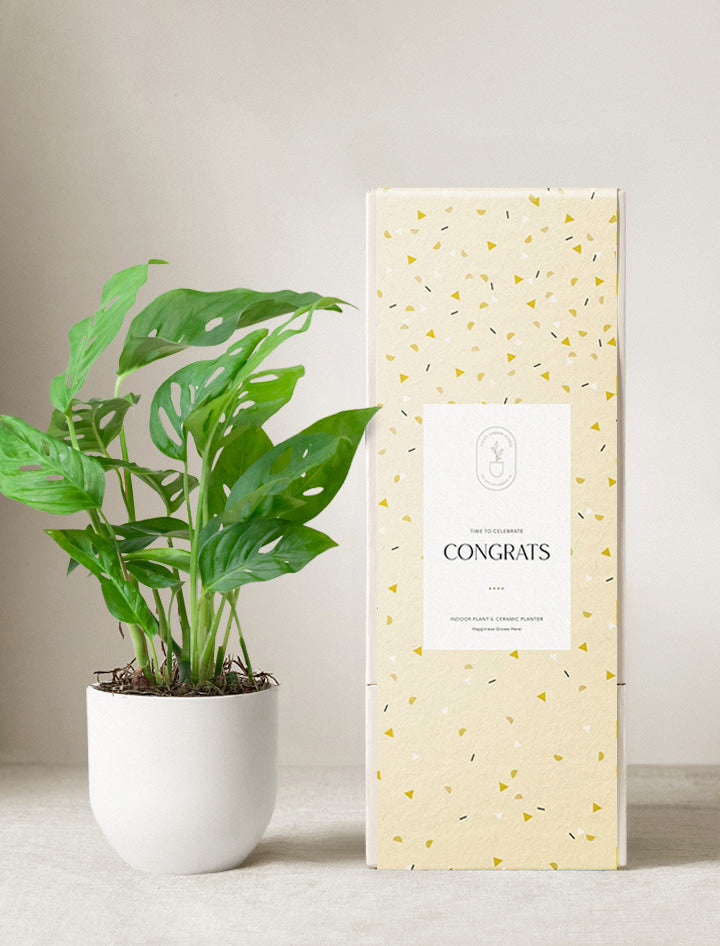 Monstera Adansonii Plant