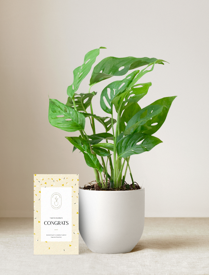 Monstera Adansonii Plant