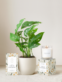 Forever Remembered Plant Gift Set