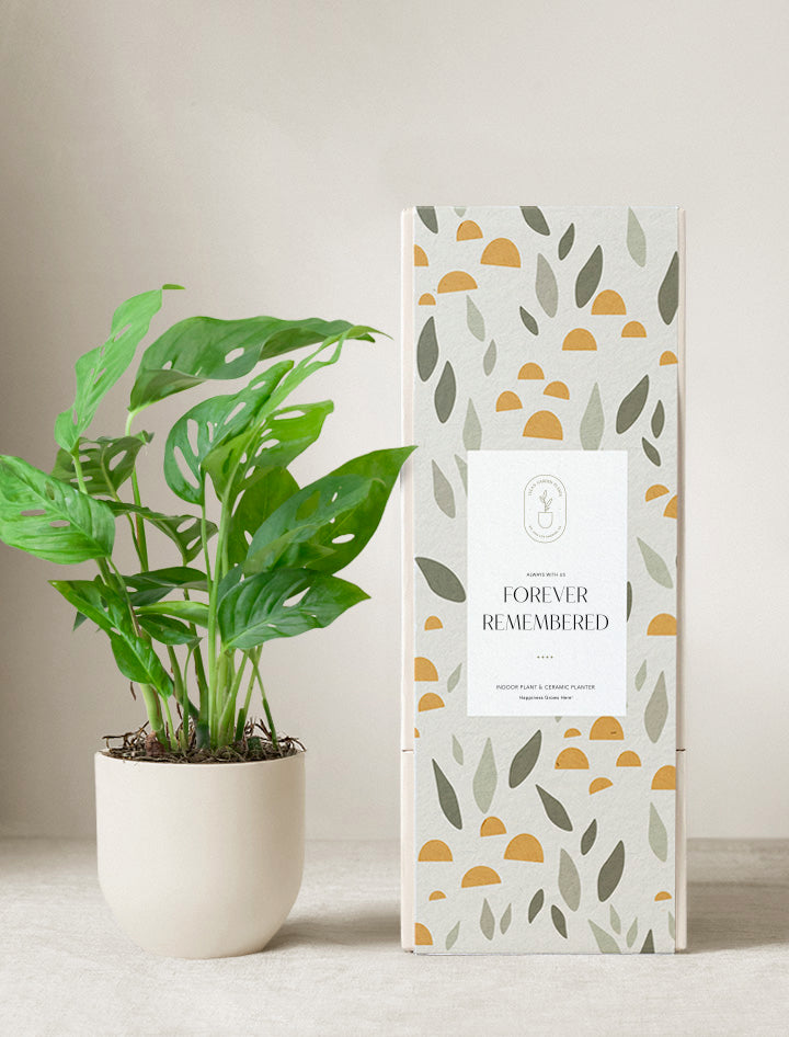 Monstera Adansonii Plant