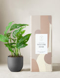 Monstera Adansonii Plant